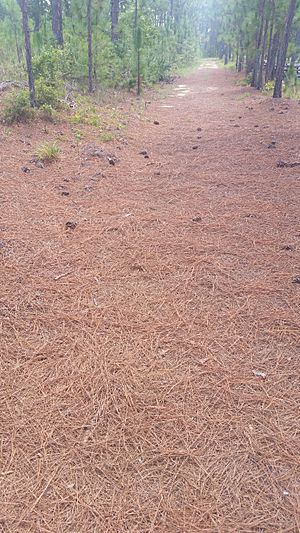 Great Wagon Road at Camden Battlefield