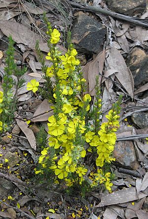 Hibbertia prostrata