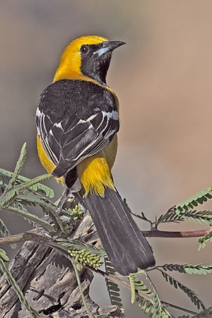 HoodedOriole.jpg