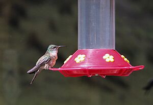 Hummingbird in Cotopaxi National Park.jpg