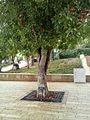 Irena sendler tree