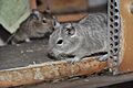 Juvenile blue common degu