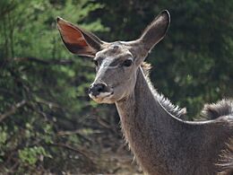 Kudu face