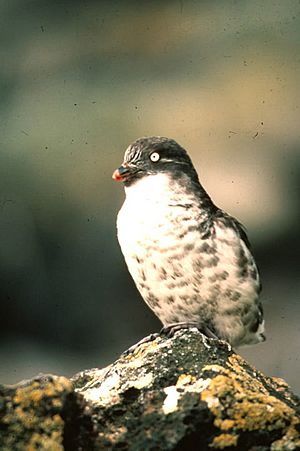 Leastauklet6.jpg