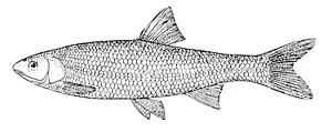 Leuciscus leuciscus drawing.jpg