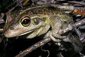 Litoria moorei brown.JPG