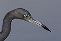 Little Blue Heron Portrait