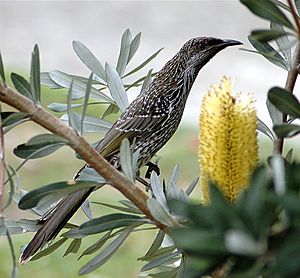 Littlewattlebird2