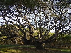 LiveOakLiveOak