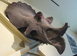 Maximum Triceratops