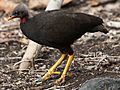 Micronesian megapode 6