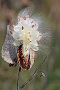 Milkweed-in-seed2