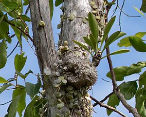 Myrmecodia beccarii with Dischidia nummularia.jpg