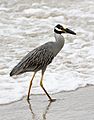 Nycticorax violaceus (at beach)