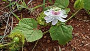 Passiflora feotida