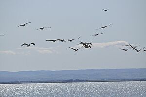 Pelicans.