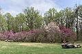 People meeting in the Magnolia Grove, Gwynns Falls - Leakin Park