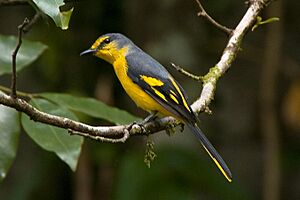 Pericrocotus flammeus -Sri Lanka -female-8a.jpg