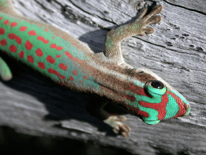 Phelsuma ornata - journal.pbio.1001382