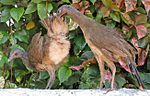 Plain Chachalaca-juveniles