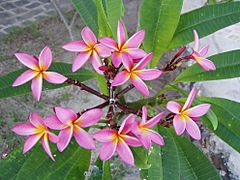 Plumeria rubra Madagaskar 2006