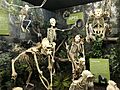 Primates Exhibit