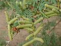 Prosopis pubescens beans