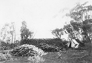 Sandalwood harvest