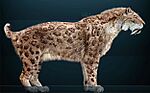 Smilodon fatalis Sergiodlarosa