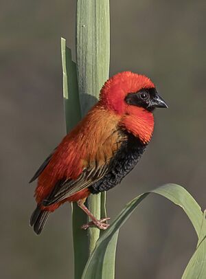 Southern red bishop (Euplectes orix) 2.jpg