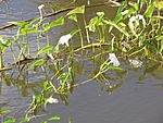 Starr-121029-0421-Ipomoea aquatica-habit in wetland-Ukumehame-Maui (24827090269)