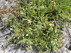 Starr 080601-5237 Spergularia marina.jpg