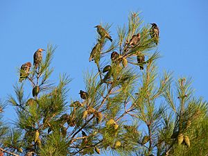 Sturnus vulgaris stop on migration