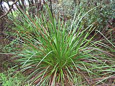 Sword sedge