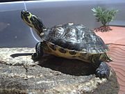 Trachemys scripta scripta al sole.jpg