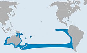 Trachurus murphyi range map.jpg