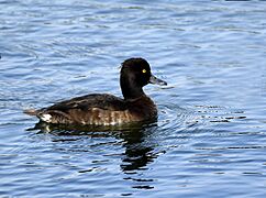 Tufted Duck male AMSM8790