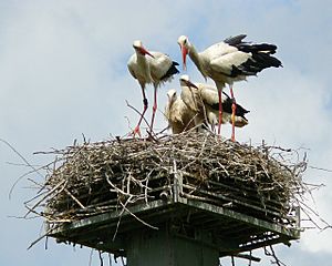 WhiteStorkFamily