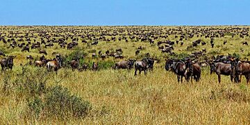 Wildebeest-during-Great-Migration