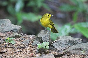 Yellow-eared Bulbul near Sinharaja