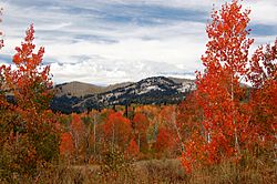 0118 AspensNearWhiteCanyon.jpg