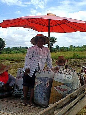 10 Gathered Rice