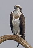 2010-kabini-osprey.jpg