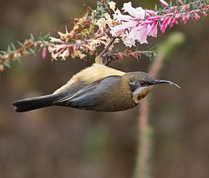 Acanthorhynchus tenuirostris female.jpg