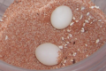 Agamura persica eggs