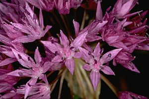 Allium lemmonii (Lemmon's onion) (5725148968).jpg