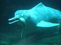 Amazon dolphin eating fish