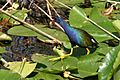 American Purple Gallinule walking