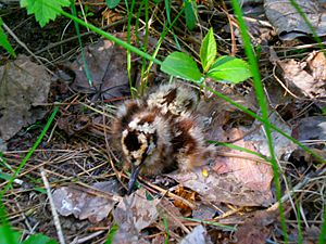 American woodcock chick