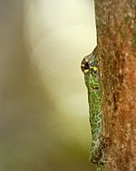 Anolis frenatus squirreling.jpg